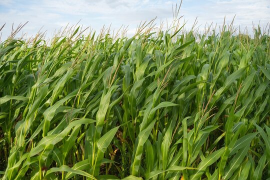 Closeup shot of green corn plants on a field