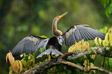 Anhinga (Anhinga anhinga) called snakebird, American darter or water turkey, bird of warmer...