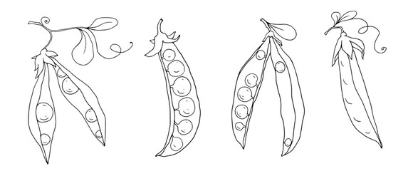 Set of botanical line sketches of green pea pods.Vector graphic isolated.