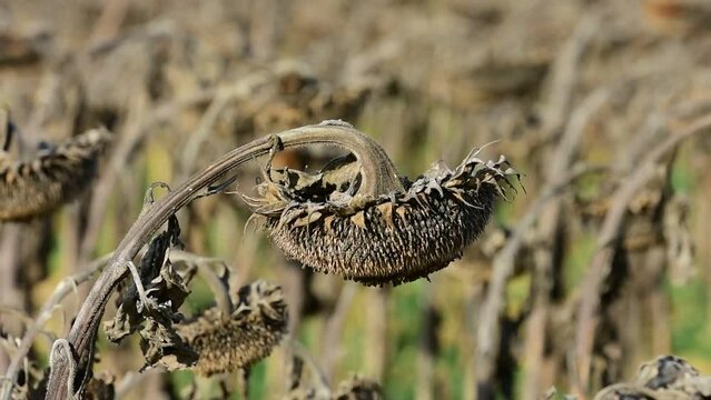 Drought and heatwave in France, in a dead sunflower field due to high heat.