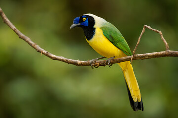 Inca jay (Cyanocorax yncas or querrequerre) bird of New World jays, native to Andes of South America, colorful blue, green, yellow and black jay, from Colombia, Venezuela, Ecuador, Peru and Bolivia