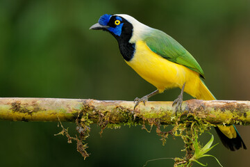 Inca jay (Cyanocorax yncas or querrequerre) bird of New World jays, native to Andes of South America, colorful blue, green, yellow and black jay, from Colombia, Venezuela, Ecuador, Peru and Bolivia