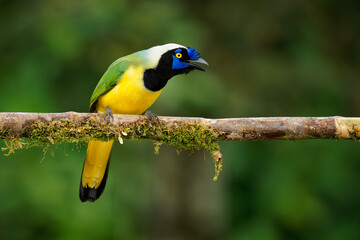Inca jay (Cyanocorax yncas or querrequerre) bird of New World jays, native to Andes of South America, colorful blue, green, yellow and black jay, from Colombia, Venezuela, Ecuador, Peru and Bolivia