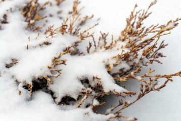 ever green plants in the snow