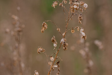 An isolated dried thistle flower in a  field