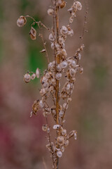 An isolated dried thistle flower in a  field
