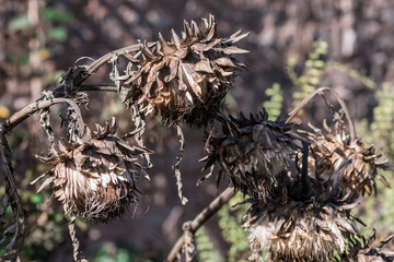 An isolated dried thistle flower in a field