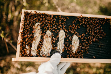 Honey comb and bees on frame