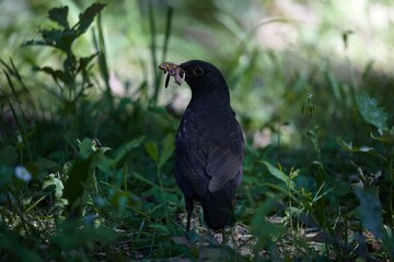 Amsel mit Würmern