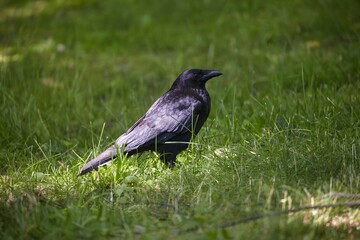 Krähe im Gras