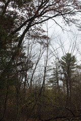 forest in the morning