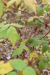 autumn leaves on the ground