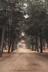 Vertical shot of a long pathway through the deciduous park