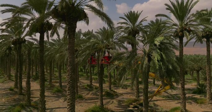 Date pickers chopping branched full of Datas off a Date Palm tree