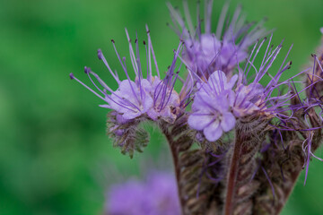 autumn flowers in a sunny autumn day in the garden