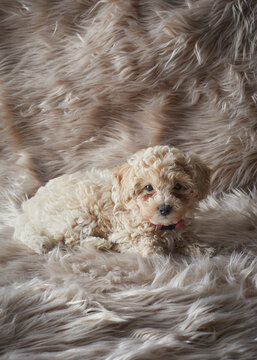 Puppy on fur surface