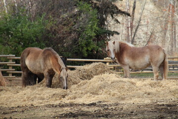 Fototapeta premium horses in a field