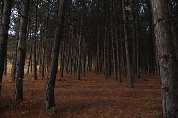 Trees in the woods.
Moody forest with tall trees.