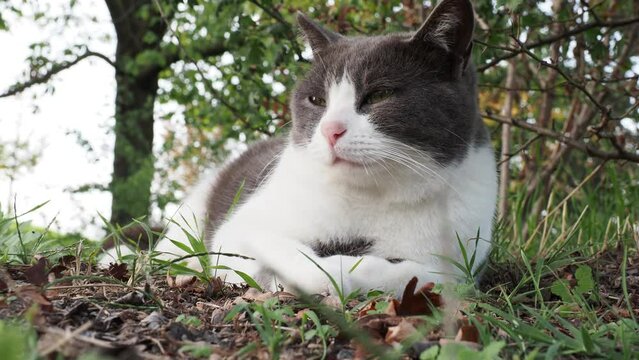 European white and gray cat lying on the grass staring at the camera