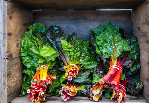 Colorful Rainbow Swiss Chard for sale at an outdoor farmer's market.