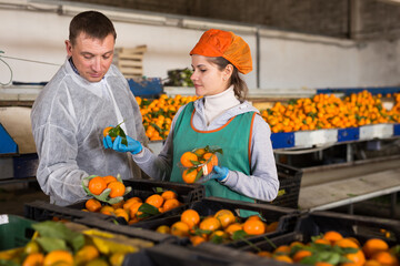 Farmer controlling grading of mandarin oranges performing by female worker. High quality photo