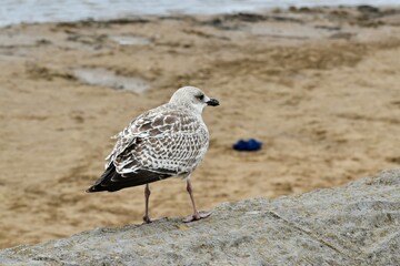 Closeup of a young gull on the beach in summer, Weston-super-Mare, England, UK