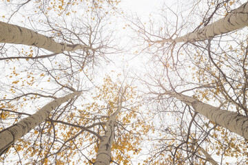 tall trees and falling yellow foliage