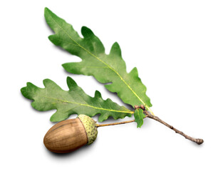 Acorn and Oak Leaf
