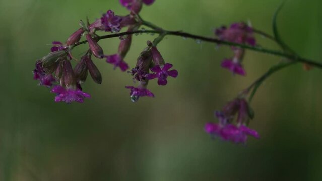 Close-up on a flower of Sticky Catchfly, also known as Clammy Campion (Silene viscaria, Viscaria vulgaris). Filmed after the rain and with natural dynamic light on a blurry background.