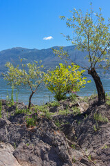 Blick von der Brissago Insel im Lago Maggiore in der Schweiz