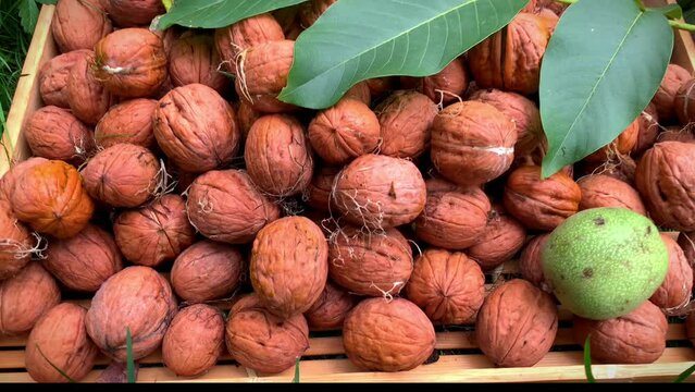 r&eacute;colte de jeunes noix du jardin. fruits sec en coquilles noix sur le plateau avec feuilles  D&eacute;licieuses noix enti&egrave;res. Nourriture sant&eacute; v&eacute;g&eacute;tarienne bio produit