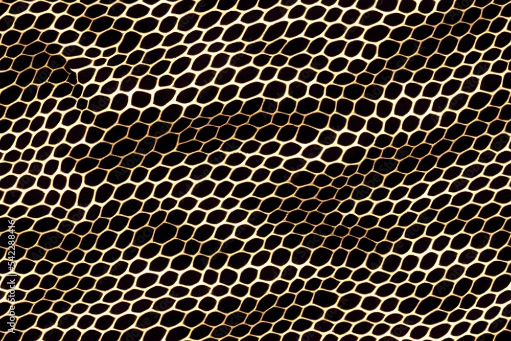 Poster snake skin pattern for print design seamless pattern