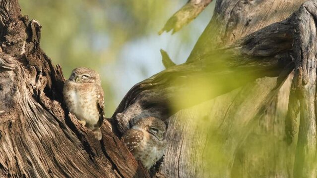 two spotted owl or owlet or Athene brama pair or couple together perched on tree trunk in natural green background in winter morning day light at outdoor jungle safari at forest of central india asia