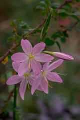 autumn flowers in a sunny autumn day in the garden
