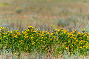 Hypericum or St. John's wort. Beautiful flowers in the field.