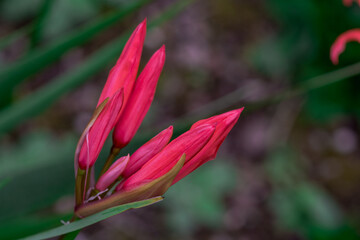 autumn flowers in a sunny autumn day in the garden
