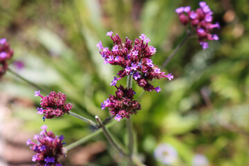 Argentinisches Eisenkraut