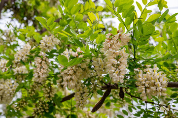 Robinia pseudoacacia or black locust, clouse-up photo.