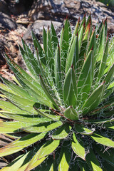 Agave Schildigera