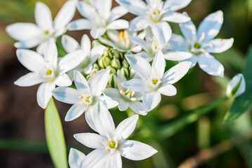 Scilla luciliae. White beautiful flowers, close-up photo.