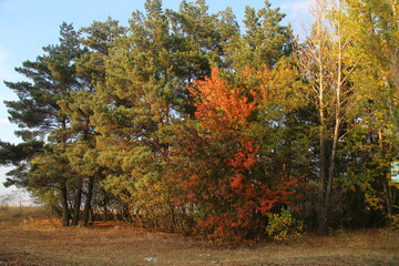 Beautiful colorful trees in autumn garden
Autumnal trees