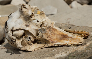 Decomposition of the corpse of a Black Sea dolphin. The skull of a marine mammal. Environmental cataclysm. Death of animals.