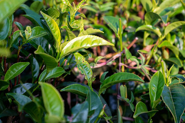 Melaleuca or paperbarks. Green leaves of tea tree, close-up photo.