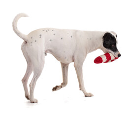 cute white dog with a black stain playing with a Christmas toy
