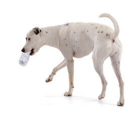 cute white dog with a  bottle