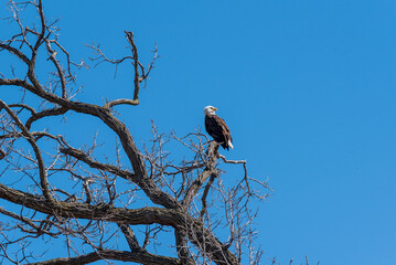 A Bald Eagle Perched In A Bare Tree In Spring