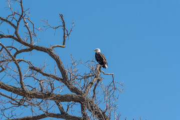 A Bald Eagle Perched In A Bare Tree In Spring