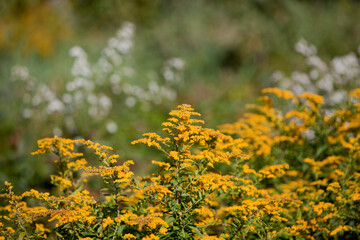 Bright yellow wild goldenrods Solidago canadensis against a blurred floral background