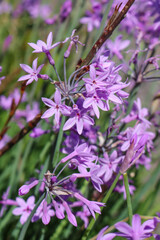 Wilder Knoblauch (Tulbaghia violacea)