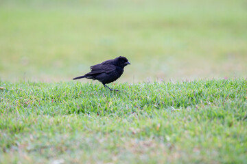 Small black bird on grass ground feeding in selective focus.